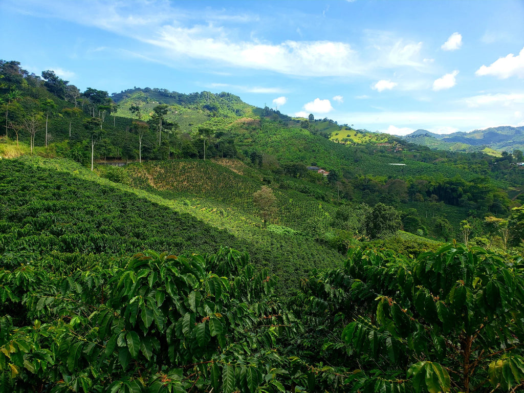 Meet The Farms: Colombia Cauca Piendamo - Crafting The Coltrane Roast